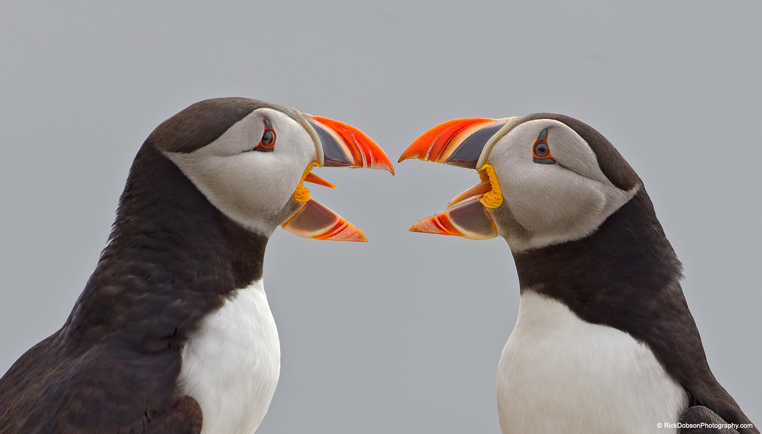 Canon EF 500mm F4L IS USM sample photo. Atlantic puffins debating photography