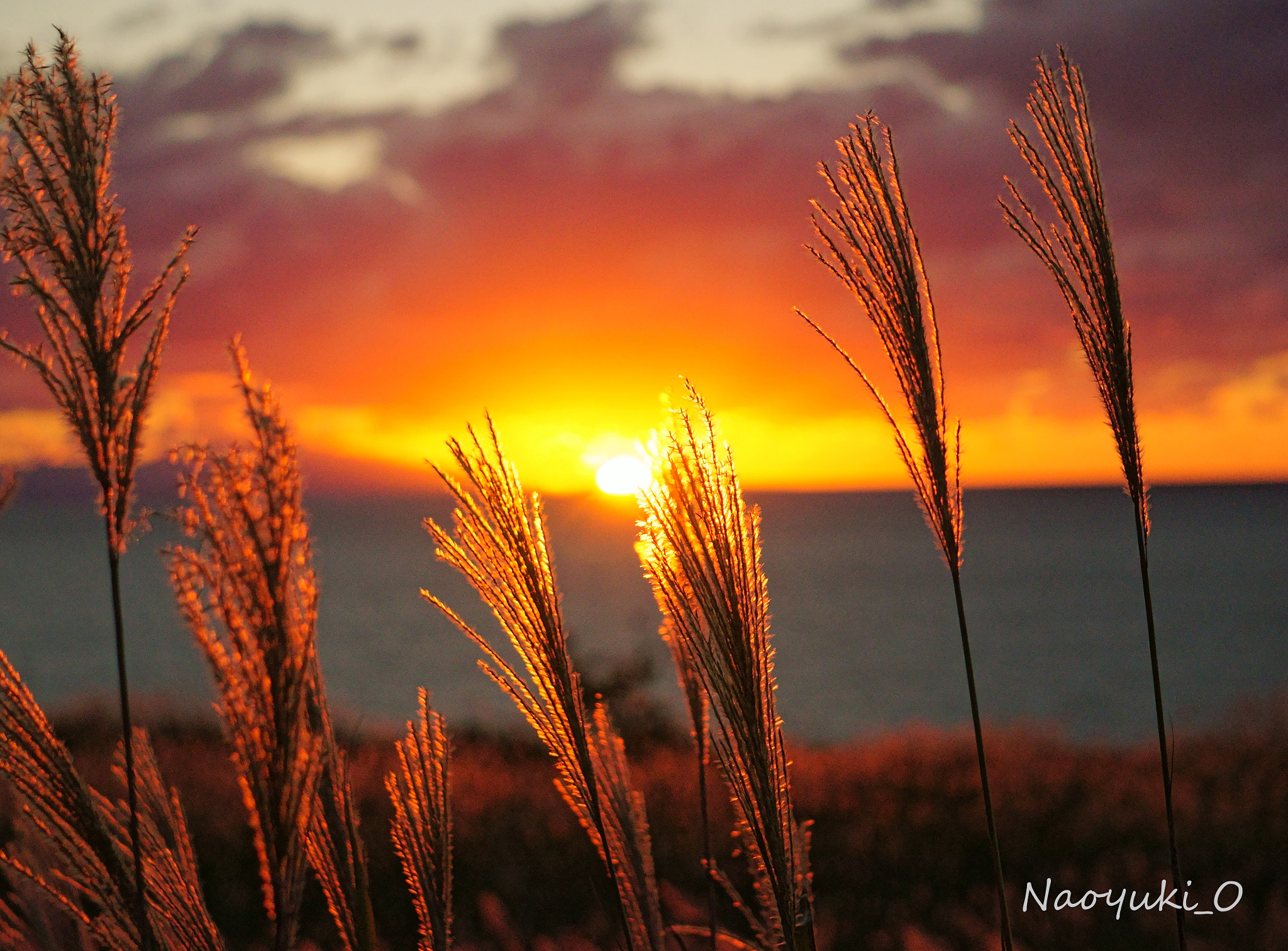 Sony a5100 sample photo. Sunset of fall season. photography