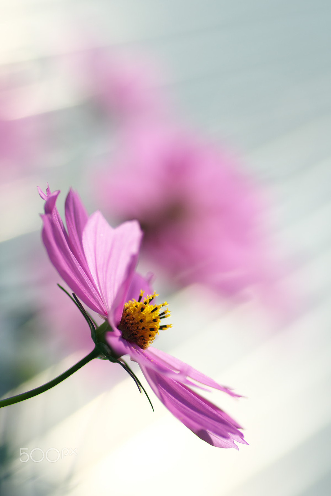 90mm F/2.8 D sample photo. Light more photography