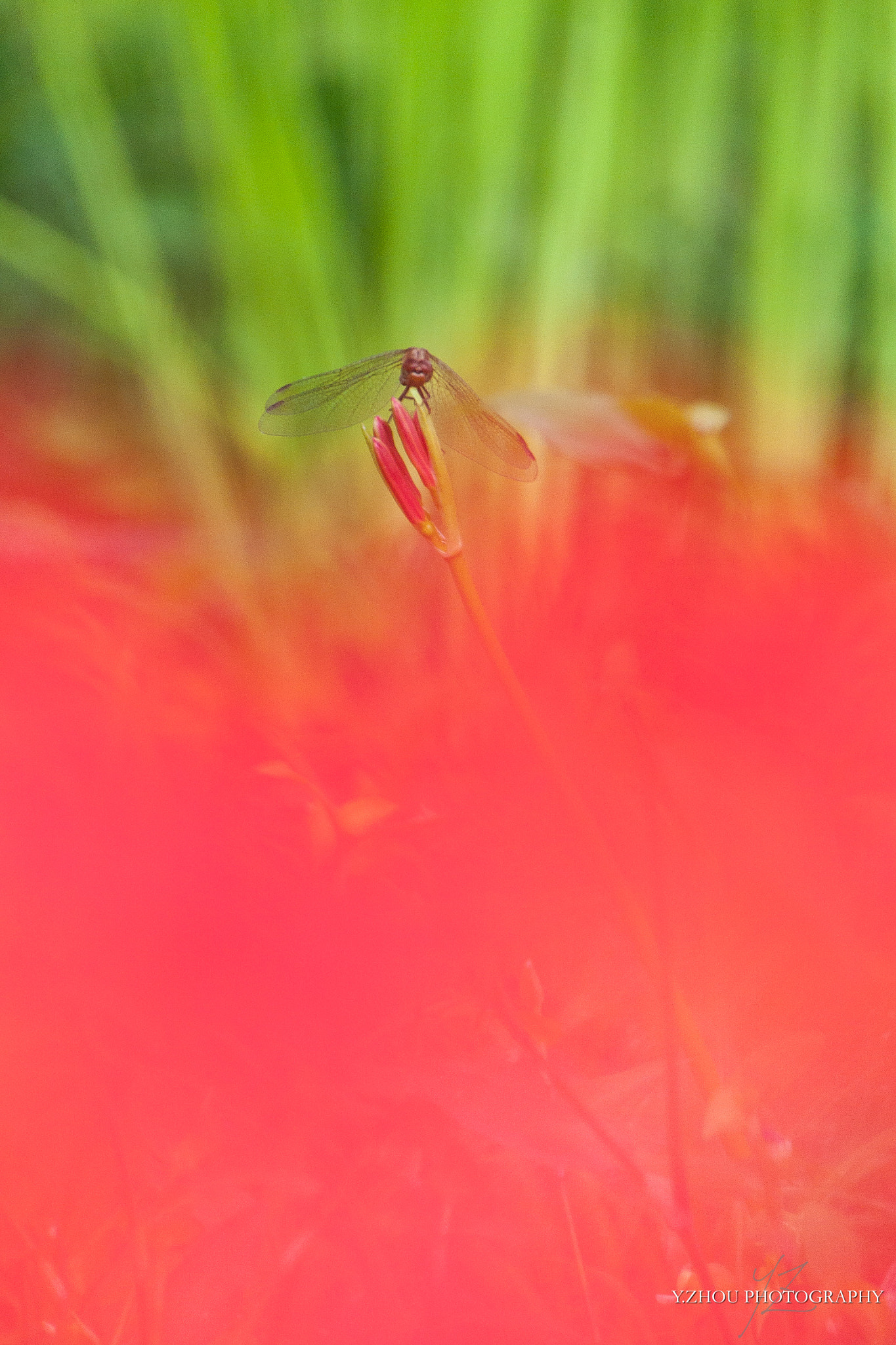 Canon EOS 40D sample photo. Red photography