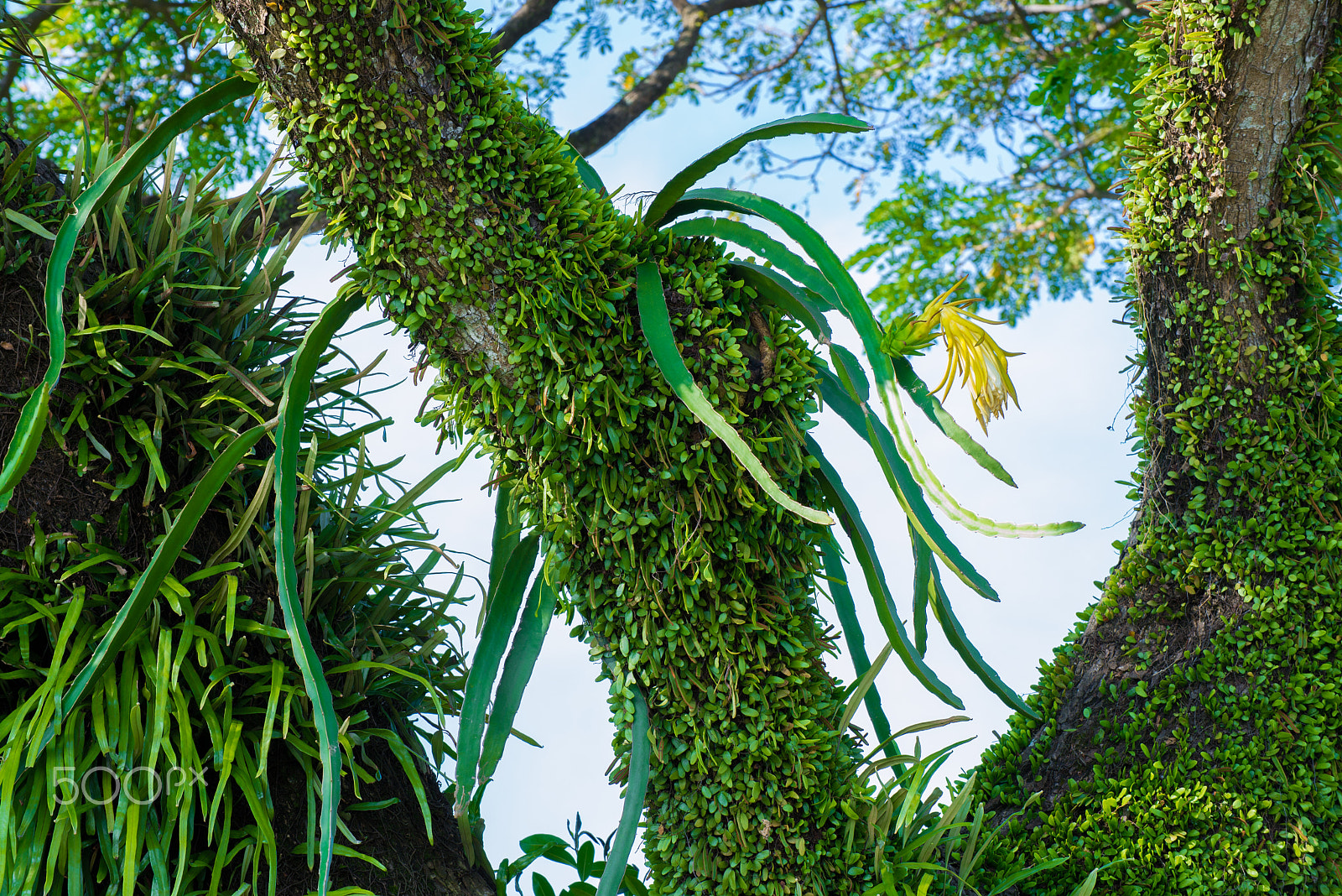 Nikon D600 sample photo. Ecosystem on tropical tree photography