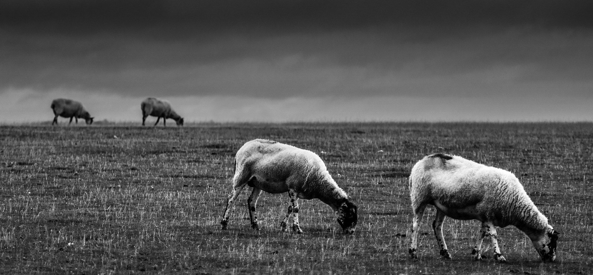 Sony Alpha DSLR-A700 + Minolta AF 70-210mm F4 Macro sample photo. Grazing photography