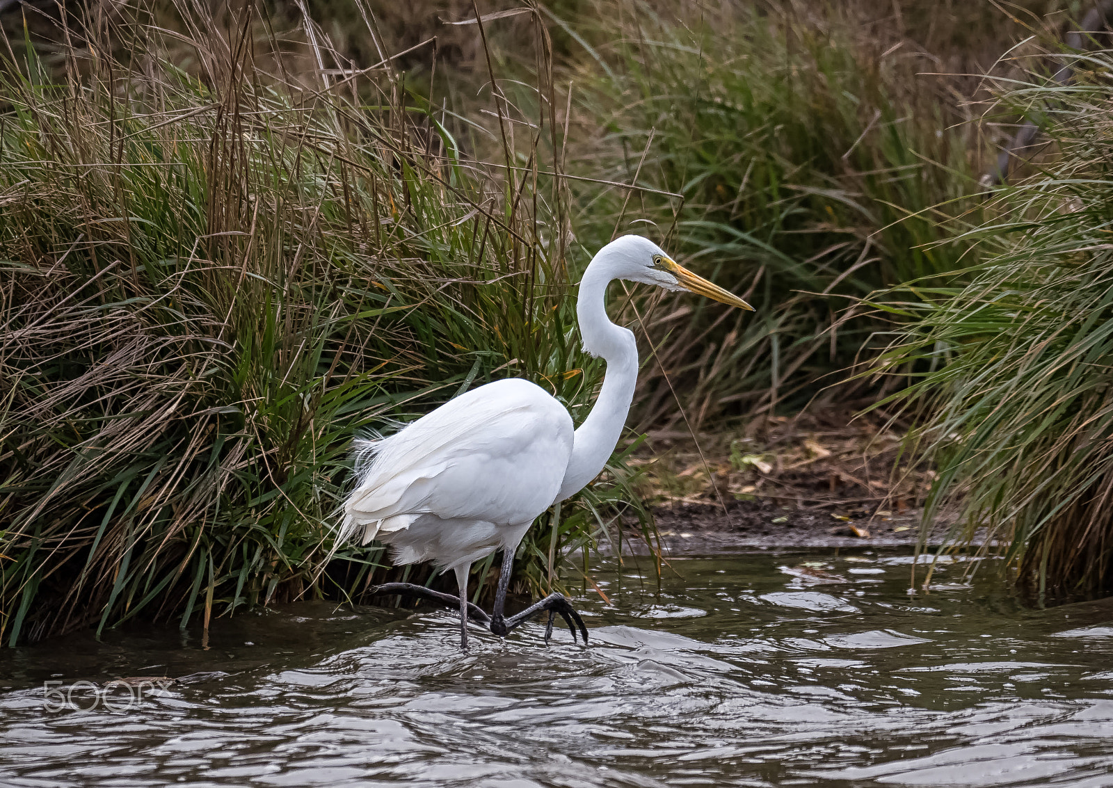 Panasonic Lumix DMC-GH4 + LEICA DG 100-400/F4.0-6.3 sample photo. Great white egret photography