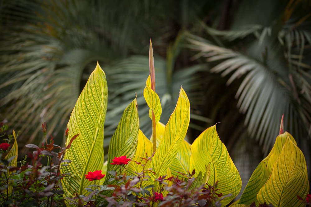 Sigma 105mm F2.8 EX DG OS HSM sample photo