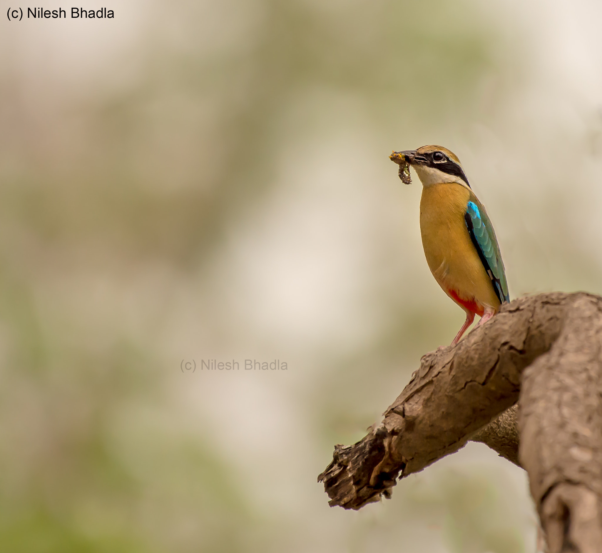 Nikon AF-S Nikkor 200-500mm F5.6E ED VR sample photo. Indian pitta photography