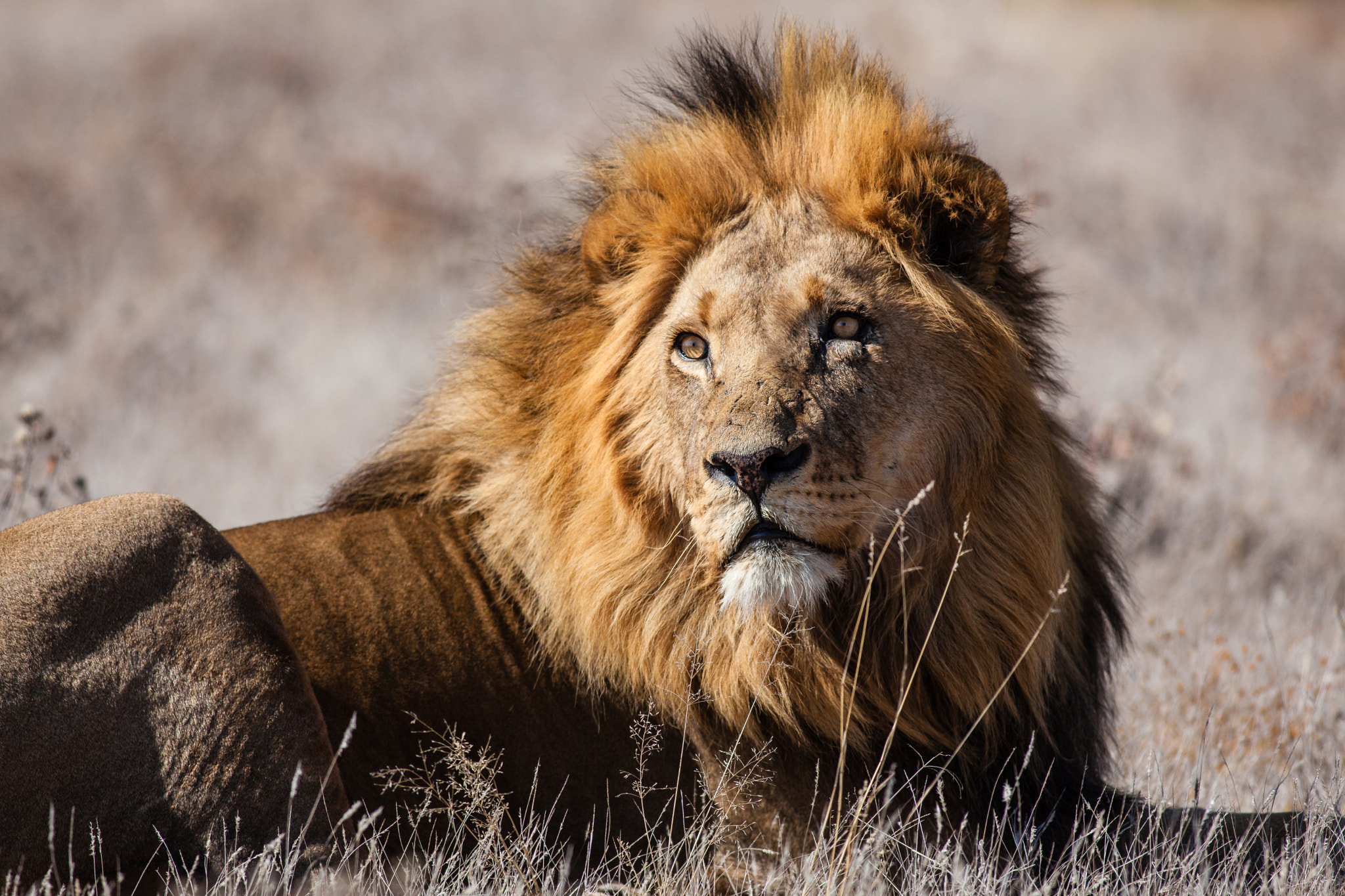 Canon EF 400mm F5.6L USM sample photo. The king of kalahari photography