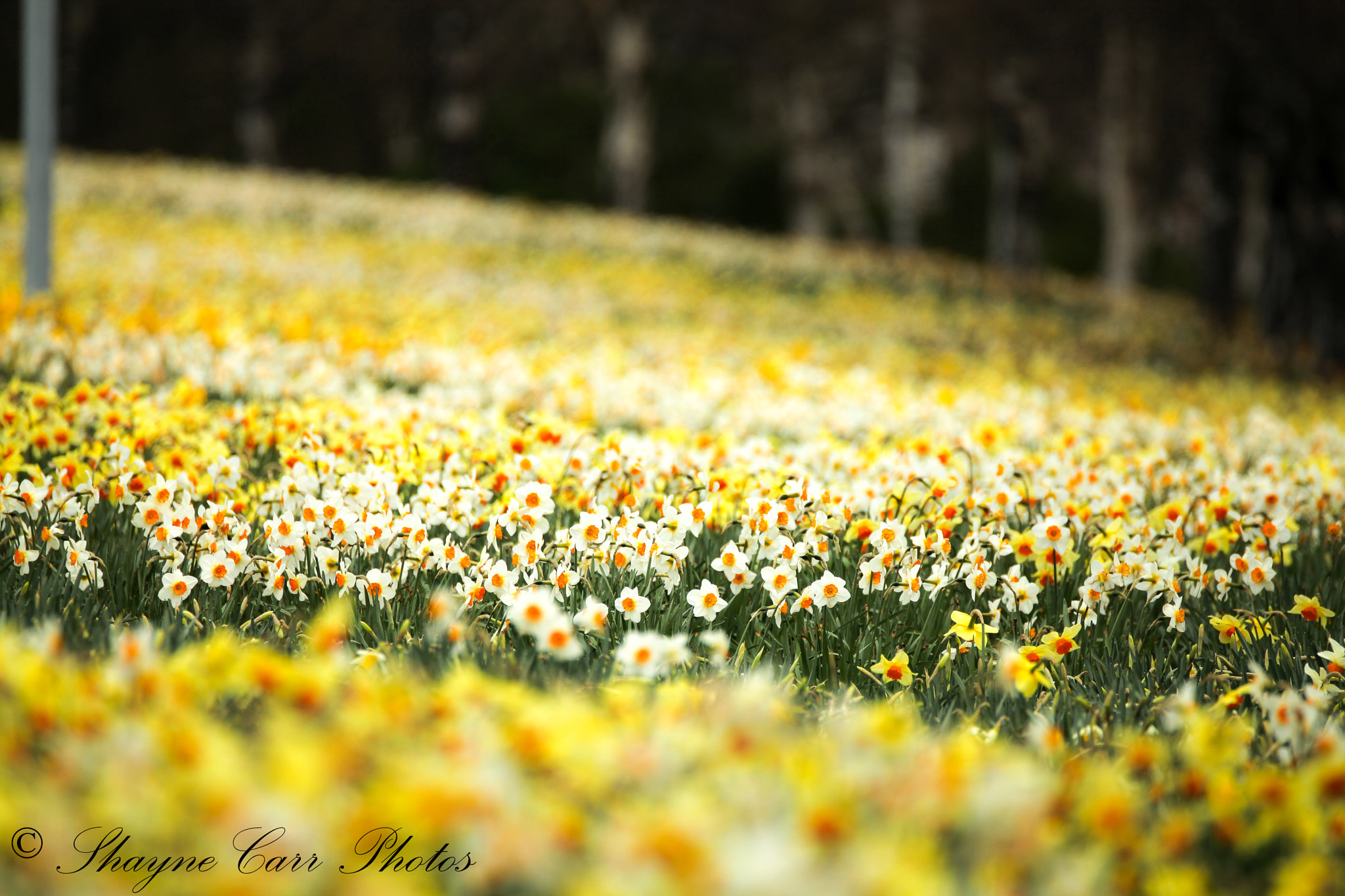 Canon EOS 5D Mark II sample photo. Daffodill's in dunedin new zealand photography