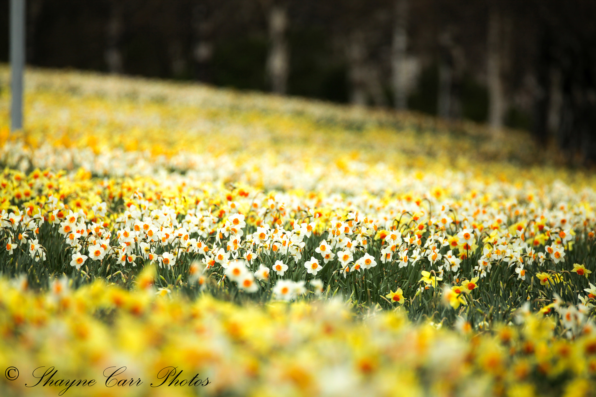Tamron SP 150-600mm F5-6.3 Di VC USD sample photo. Daffodill's in dunedin new zealand photography