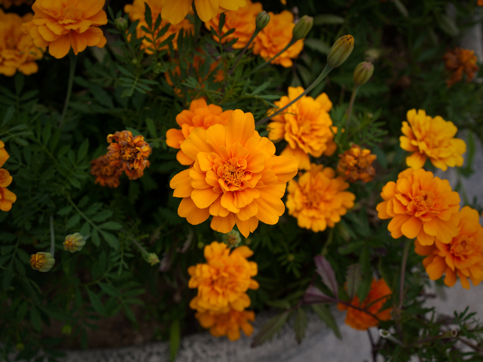 OLYMPUS 14-54mm Lens sample photo. Flowers photography