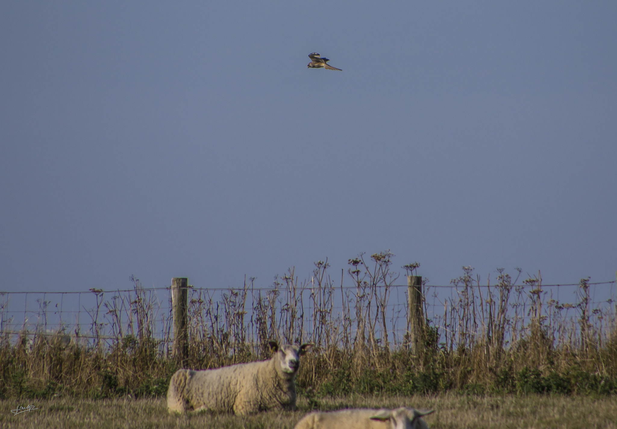 Tamron 16-300mm F3.5-6.3 Di II VC PZD Macro sample photo. Cap gris nez france photography
