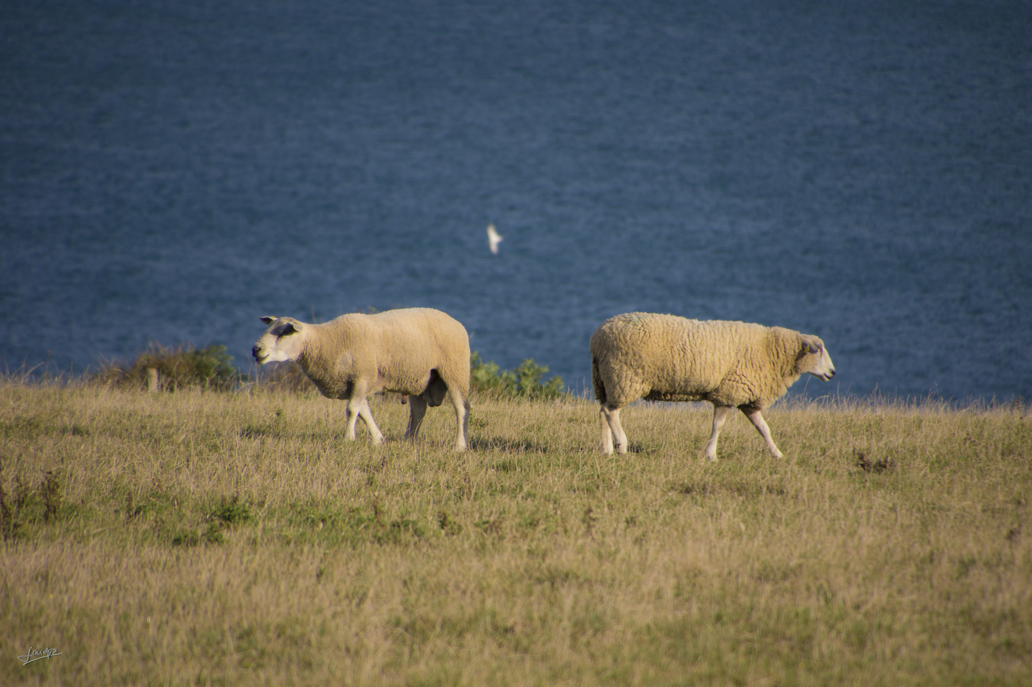 Tamron 16-300mm F3.5-6.3 Di II VC PZD Macro sample photo. Cap gris nez france photography