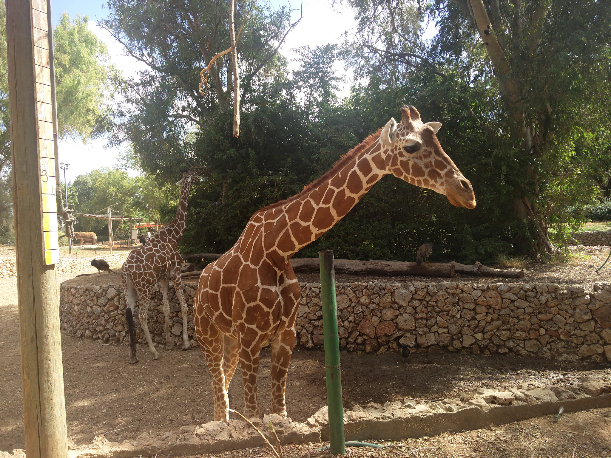 OnePlus ONE A2001 sample photo. Giraffe photography