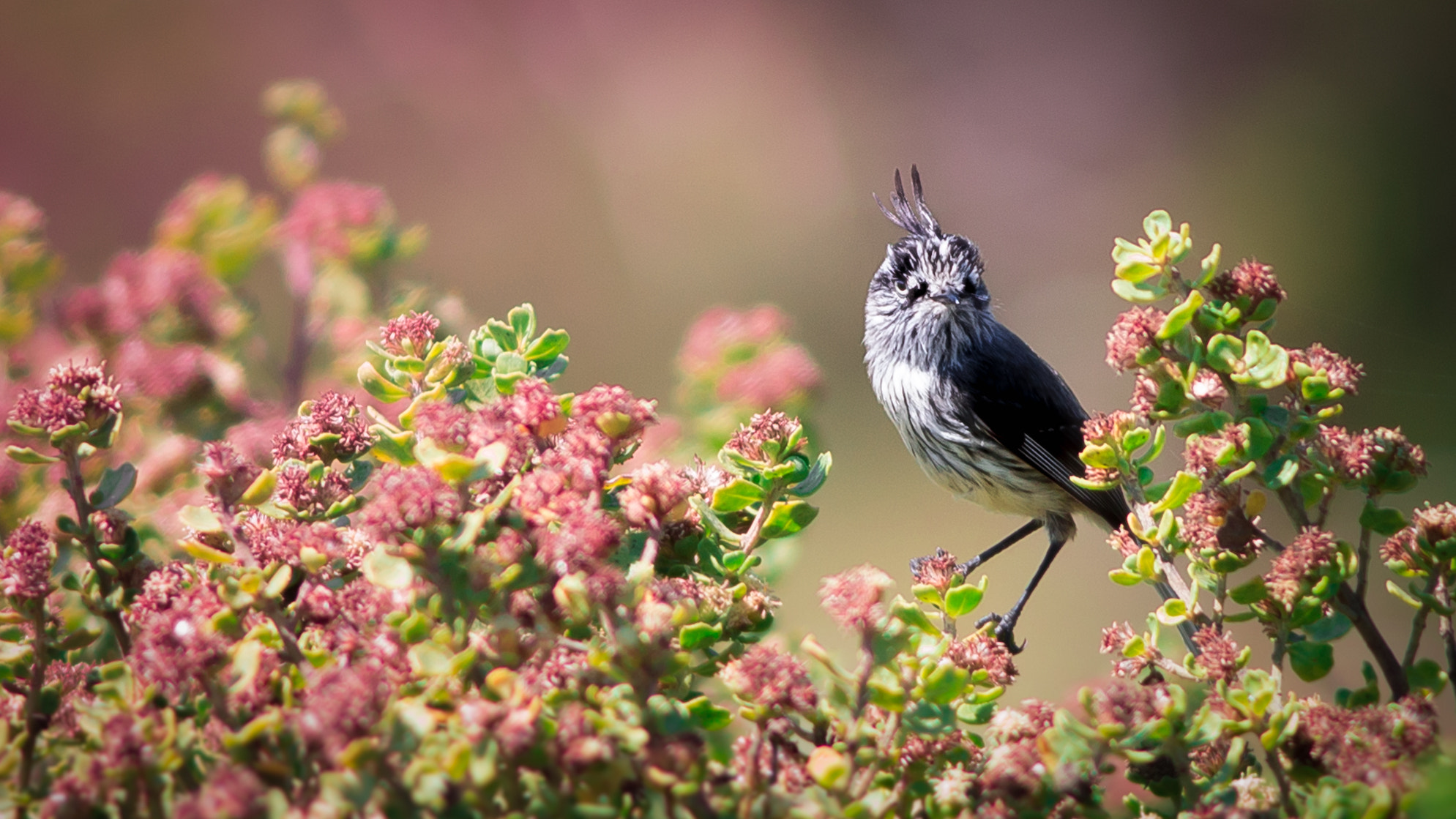 Nikon D3200 + Nikon AF-S Nikkor 300mm F4D ED-IF sample photo. Cachudito: between flowers photography