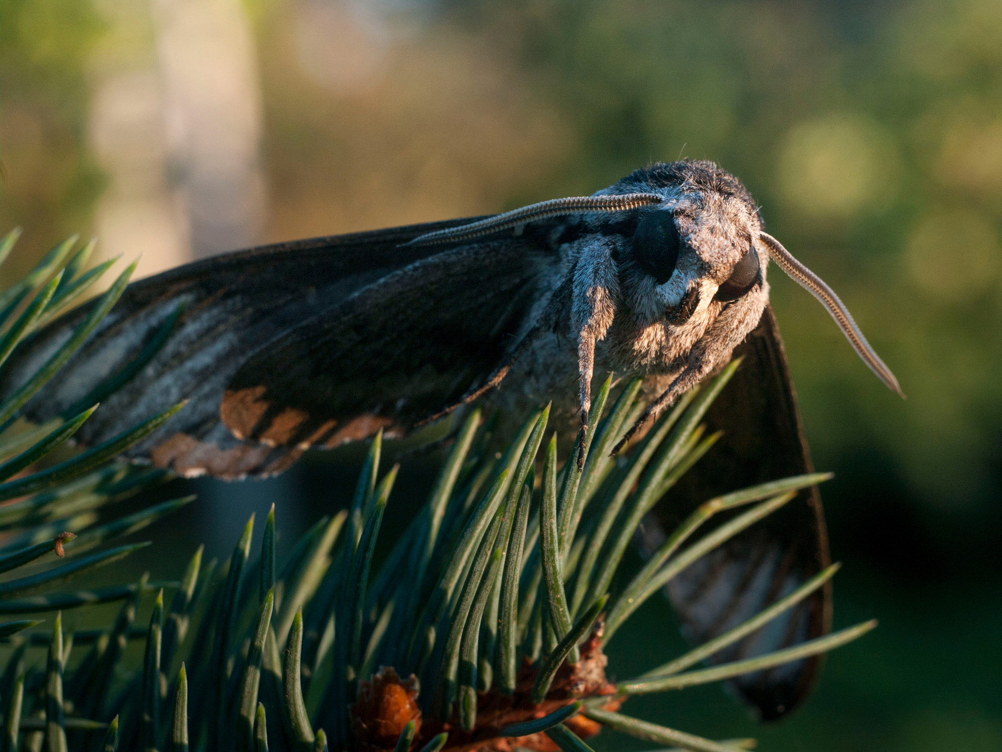 Mega Moth 2