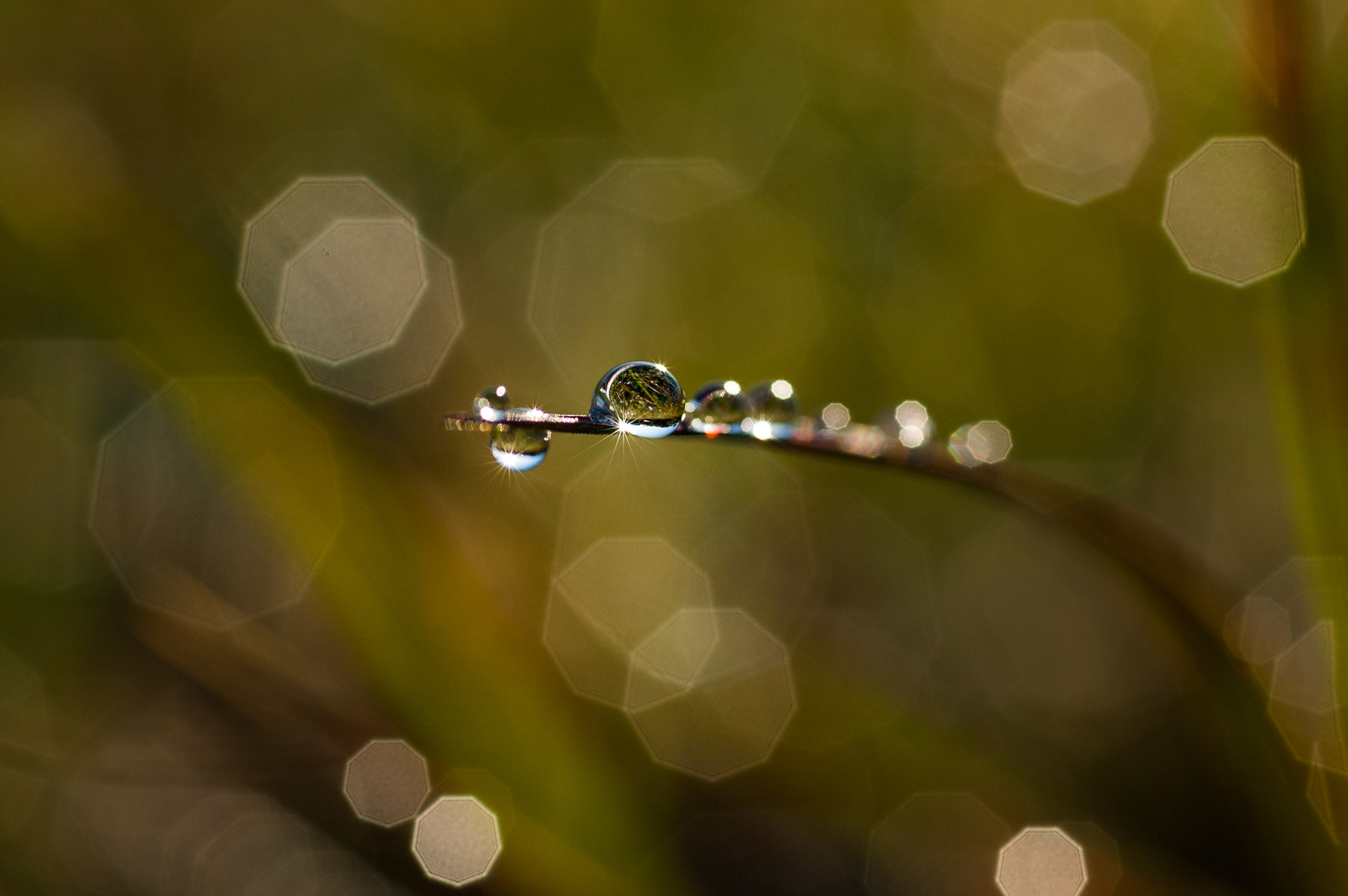 Nikon D70 + Sigma 70mm F2.8 EX DG Macro sample photo. Dew on fall grass at osage nature trail photography