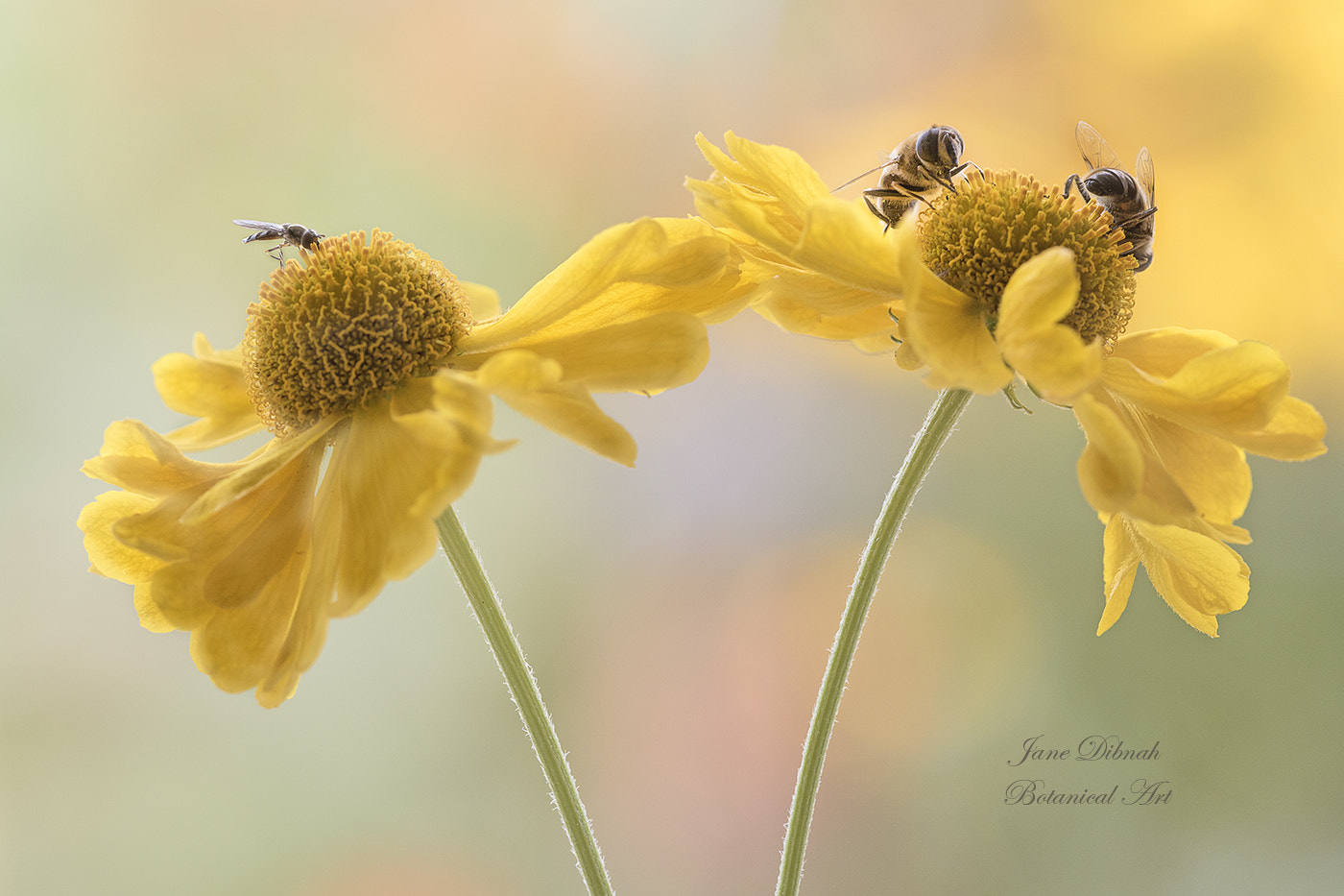 Canon EF 180mm F3.5L Macro USM sample photo. Nectar photography