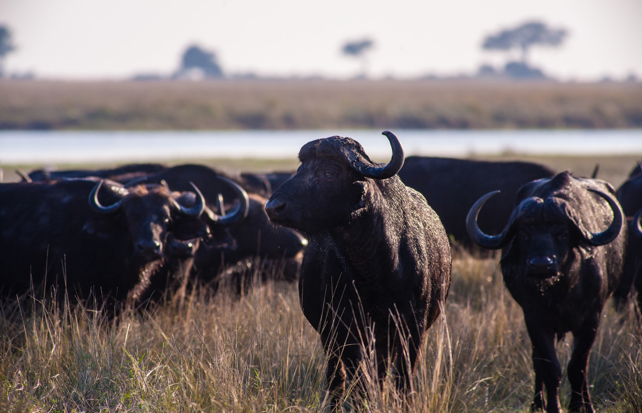 Canon EF 400mm F5.6L USM sample photo. I bufali del chobe n.p. photography