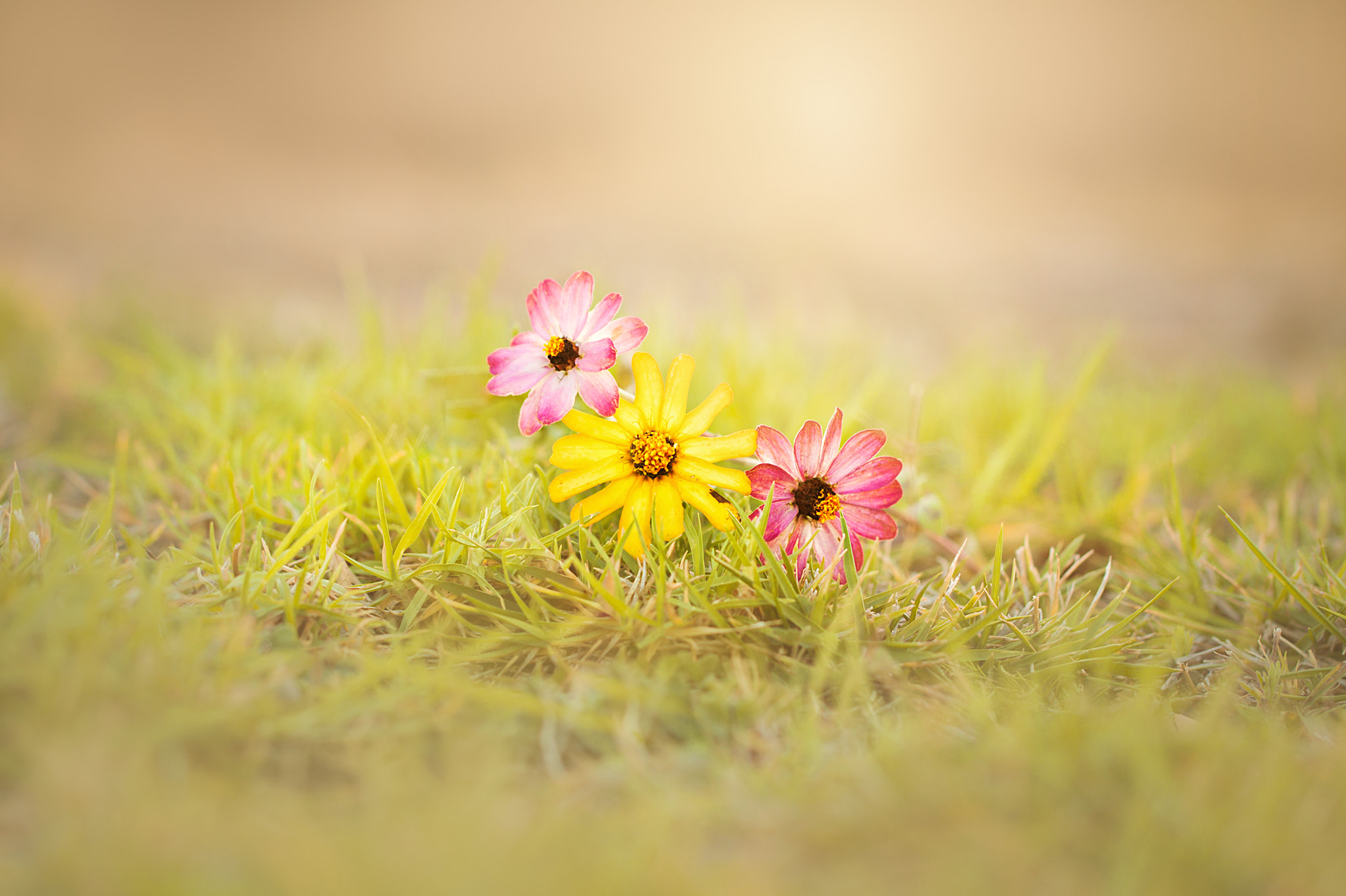 Canon EOS 50D + Canon EF 100mm F2.8L Macro IS USM sample photo. Three photography