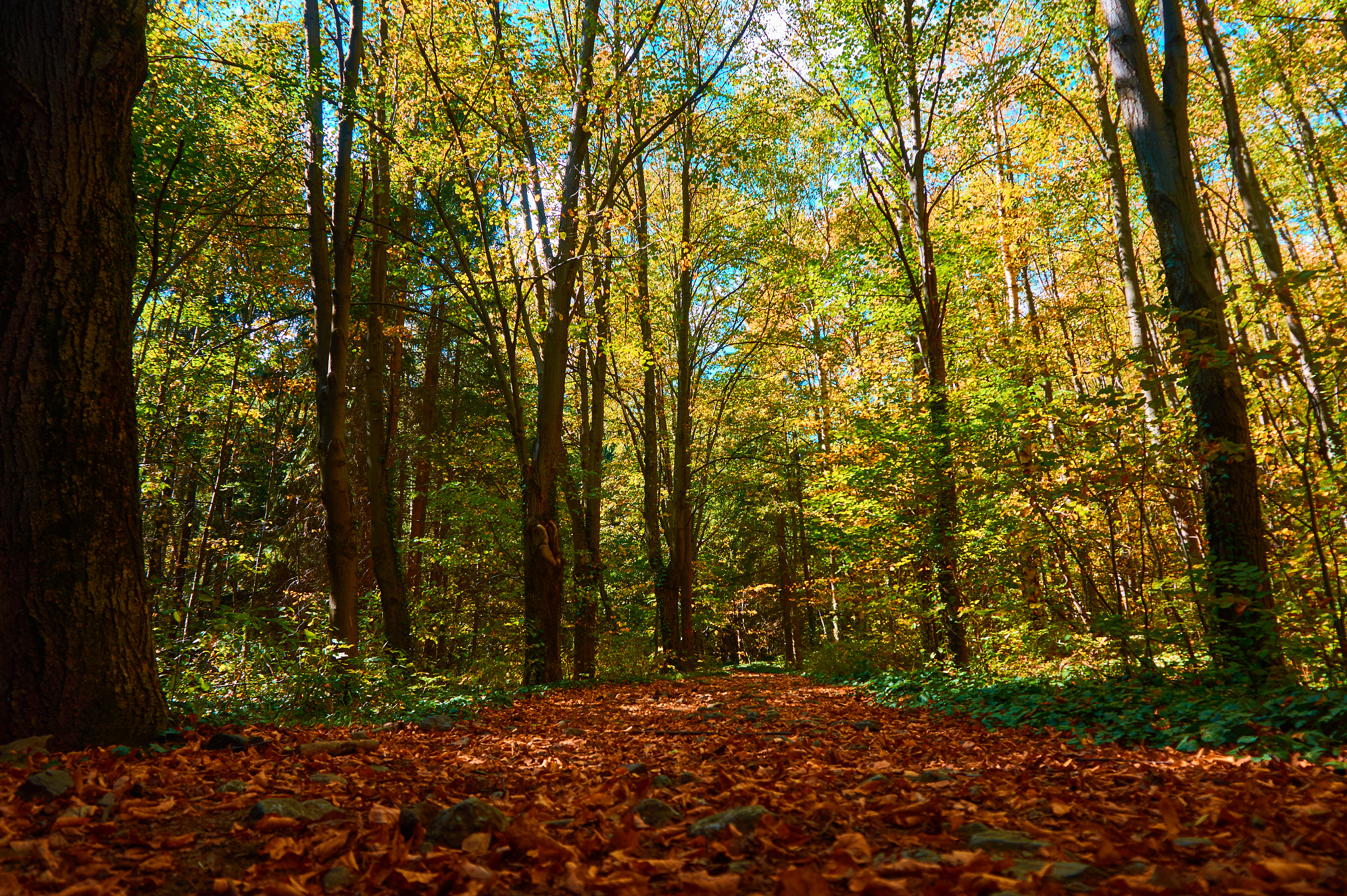 Sony Alpha a5000 (ILCE 5000) sample photo. Happy autumn photography