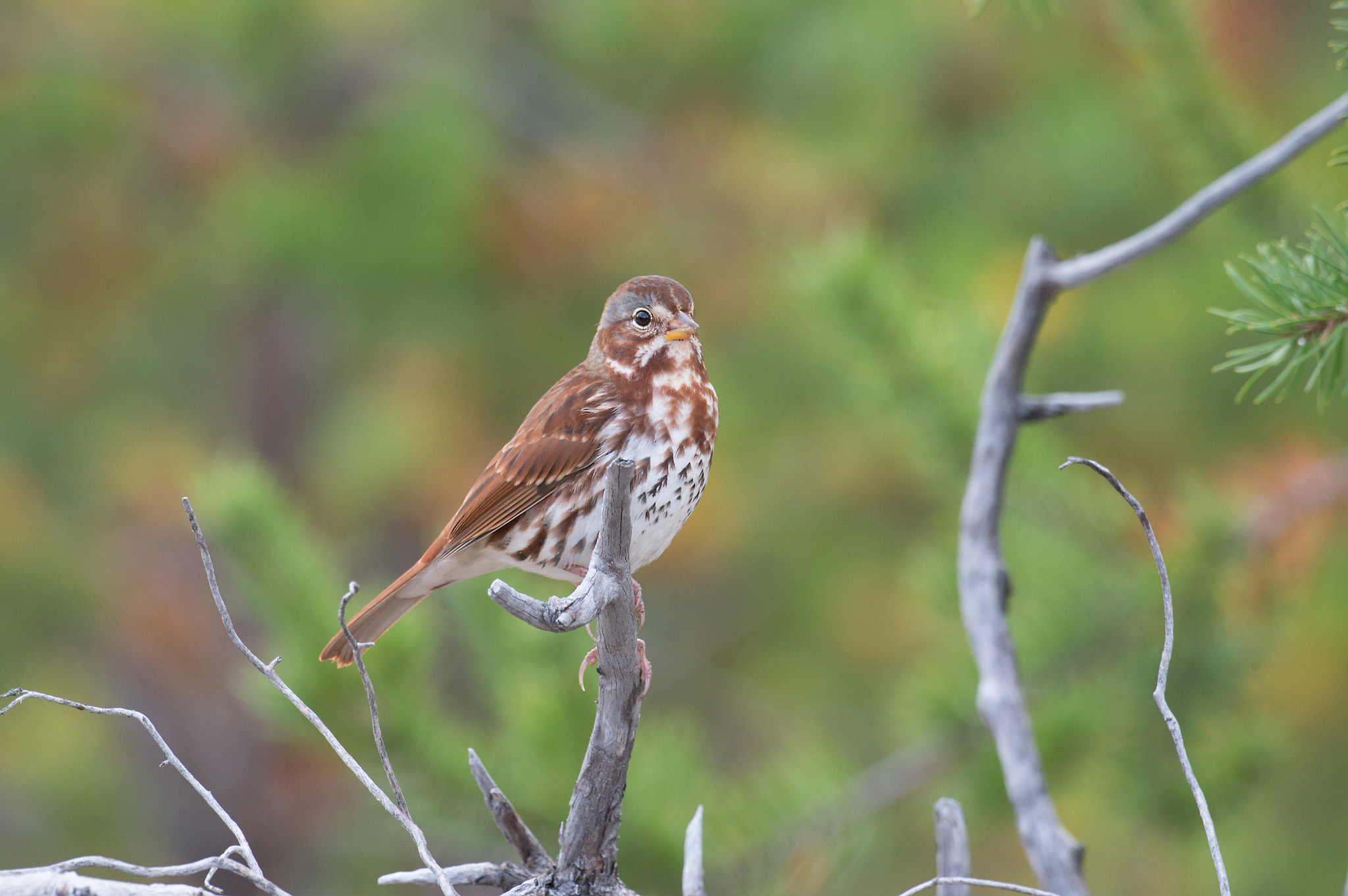 Nikon AF-S Nikkor 800mm F5.6E FL ED VR sample photo. Bruant fauve, passerella iliaca, fox sparrow photography