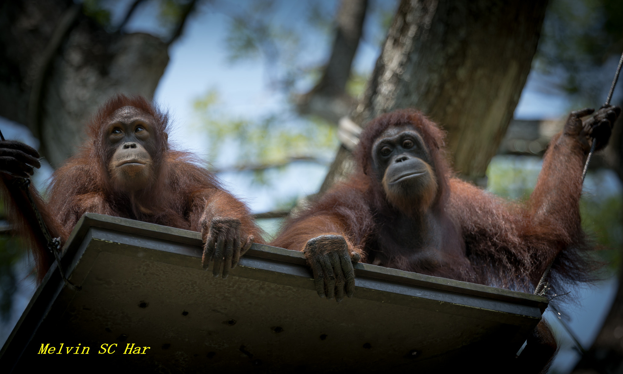 Tamron SP 70-200mm F2.8 Di VC USD sample photo. Buddy photography