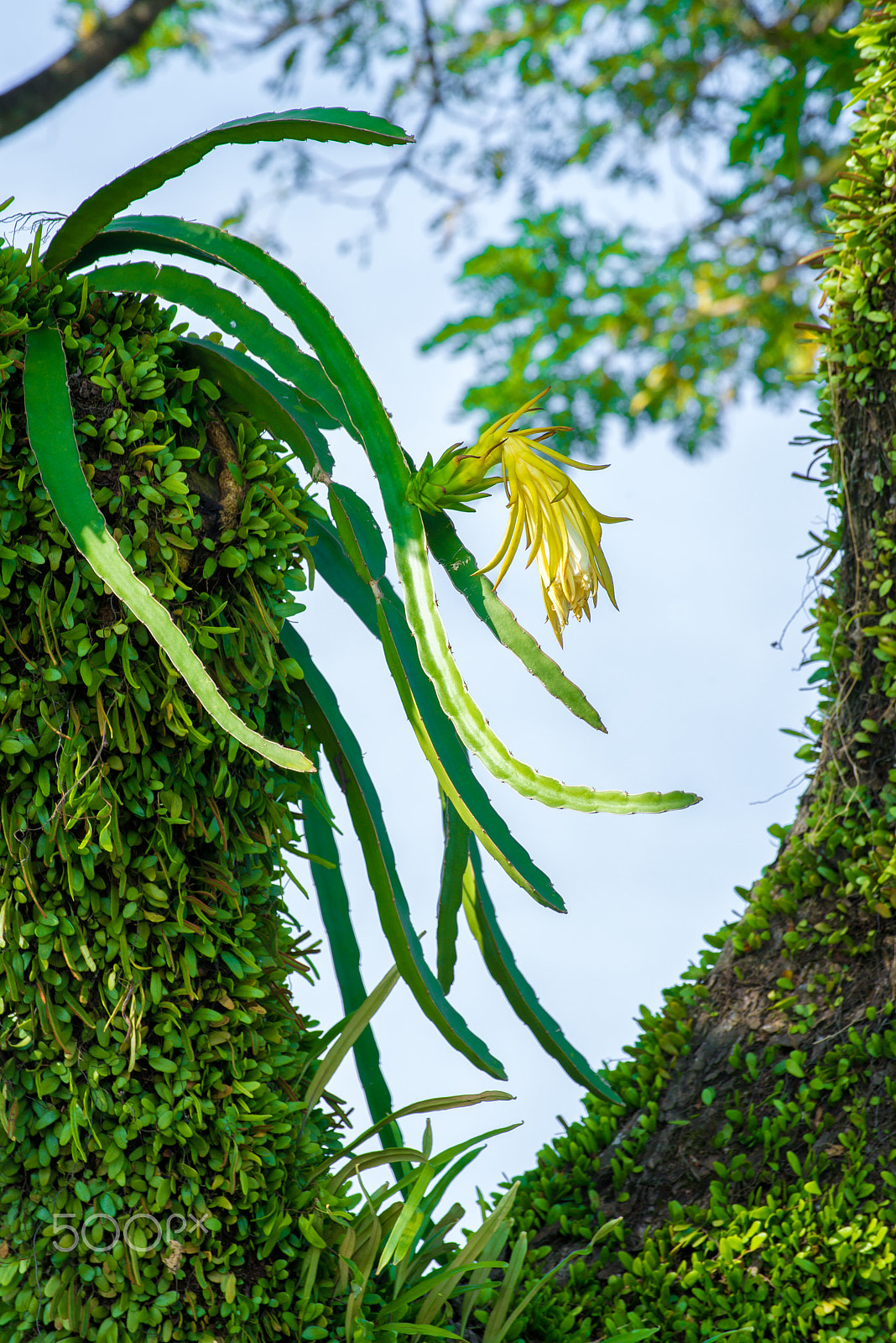 Nikon D600 + Tamron SP 70-300mm F4-5.6 Di VC USD sample photo. Parasitic cactus blossomming on tropical tree photography
