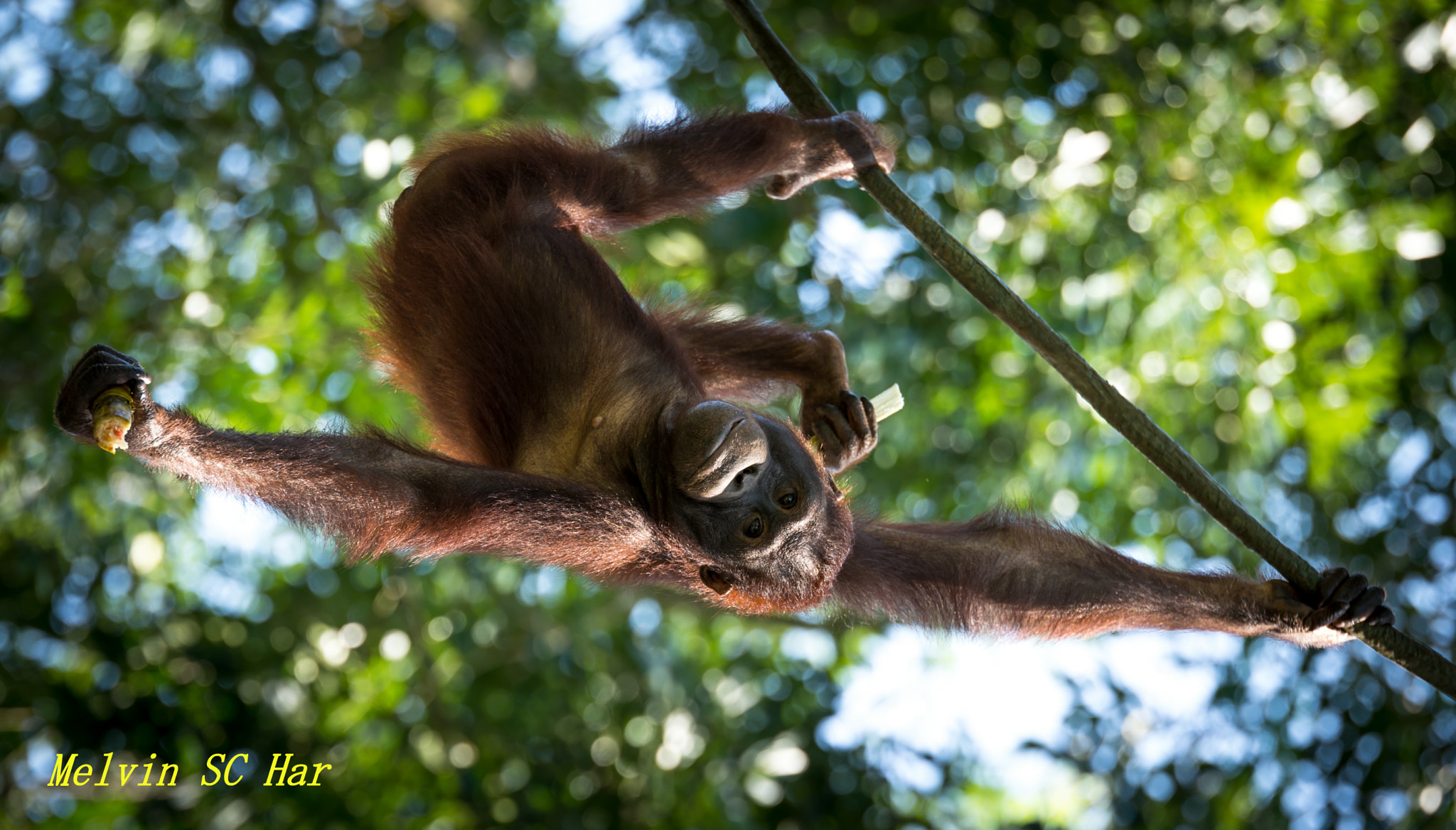 Tamron SP 70-200mm F2.8 Di VC USD sample photo. Orangutan photography