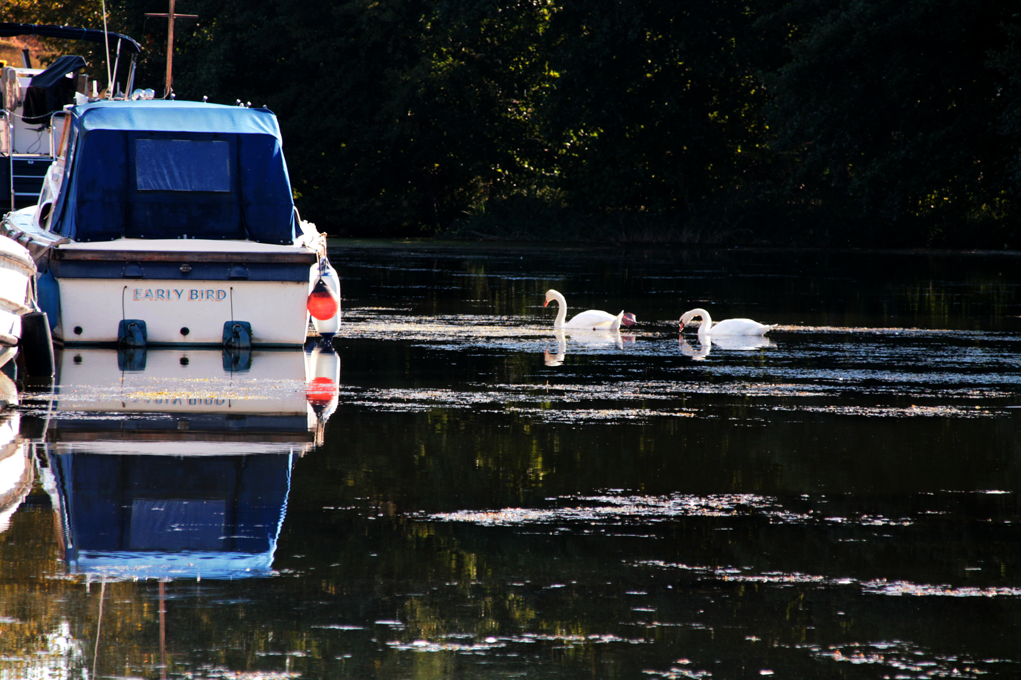 Canon EOS 1100D (EOS Rebel T3 / EOS Kiss X50) + Canon TS-E 90mm F2.8 Tilt-Shift sample photo. Swans approaching boats 2 photography