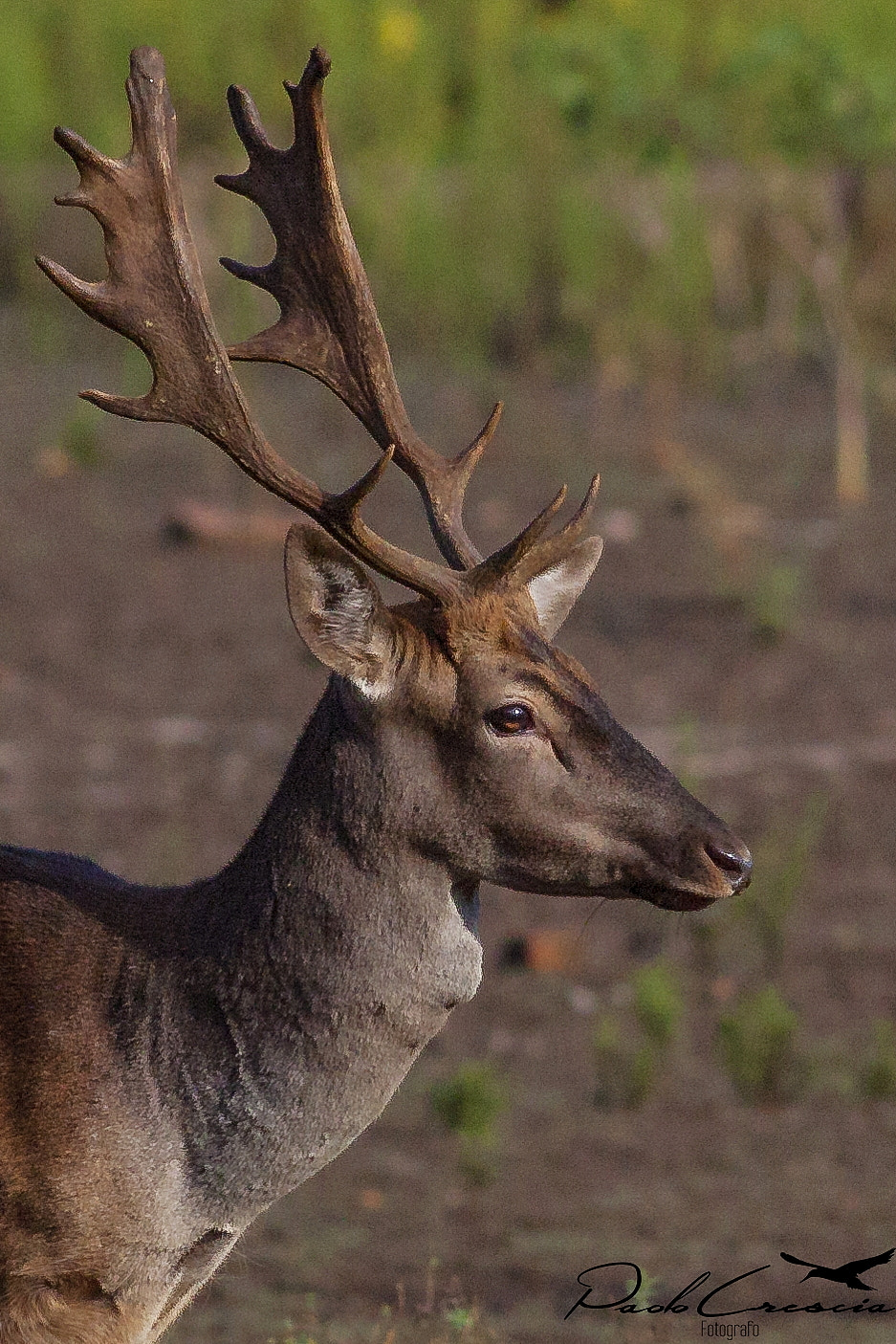 Canon EOS 50D + Canon EF 400mm F5.6L USM sample photo. Daino ( dama dama ) photography