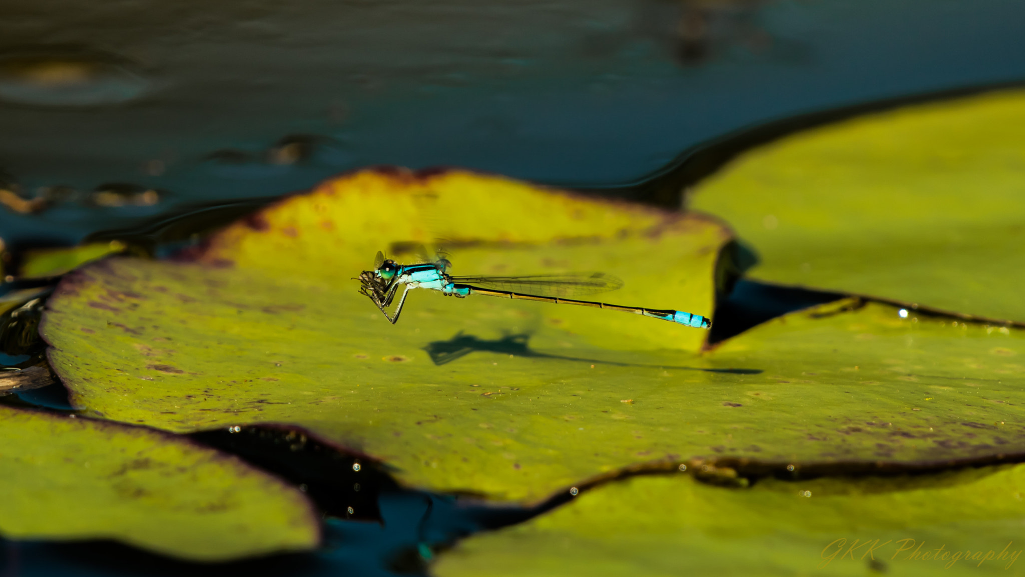 Nikon AF-S Nikkor 200-500mm F5.6E ED VR sample photo. Damselfly catches a meal photography
