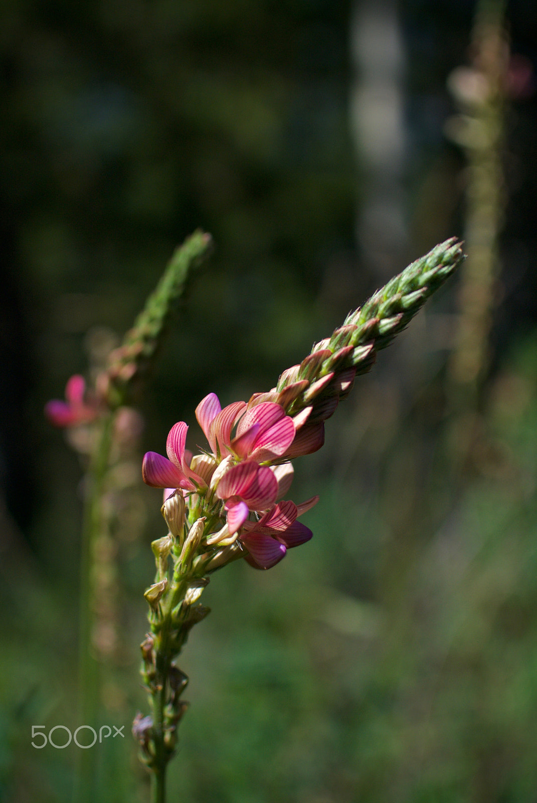 Nikon 1 J2 + Nikon 1 Nikkor 18.5mm F1.8 sample photo. Wild sainfoin photography