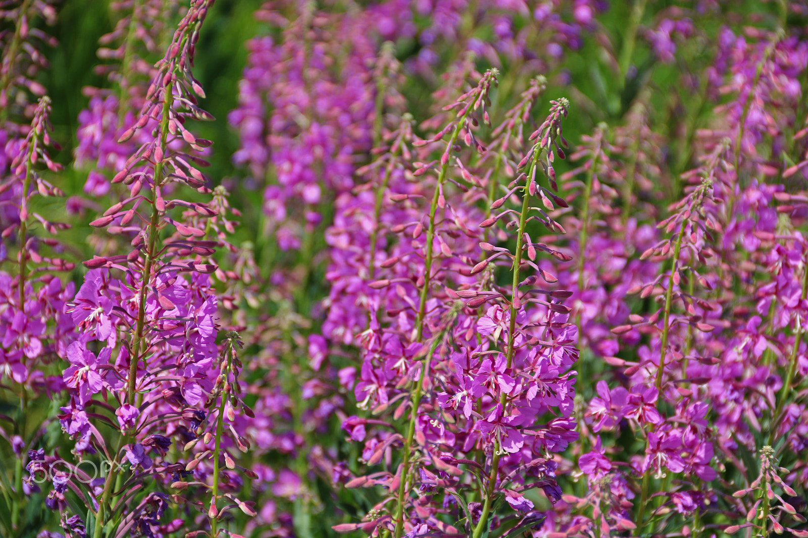 Canon EOS 750D (EOS Rebel T6i / EOS Kiss X8i) sample photo. Pink-ish 5228 photography