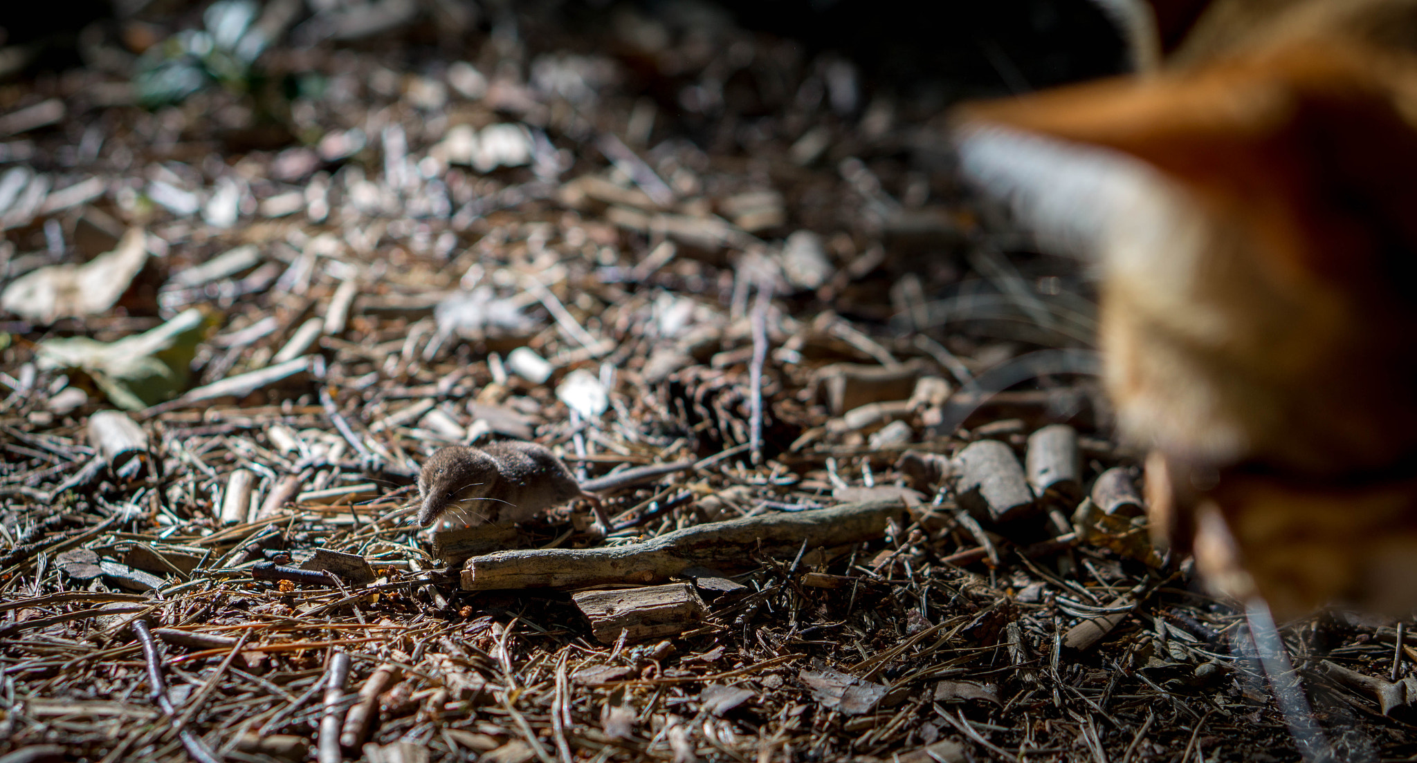 Sony Alpha a5000 (ILCE 5000) + E 50mm F1.8 OSS sample photo. Bengal hunting photography