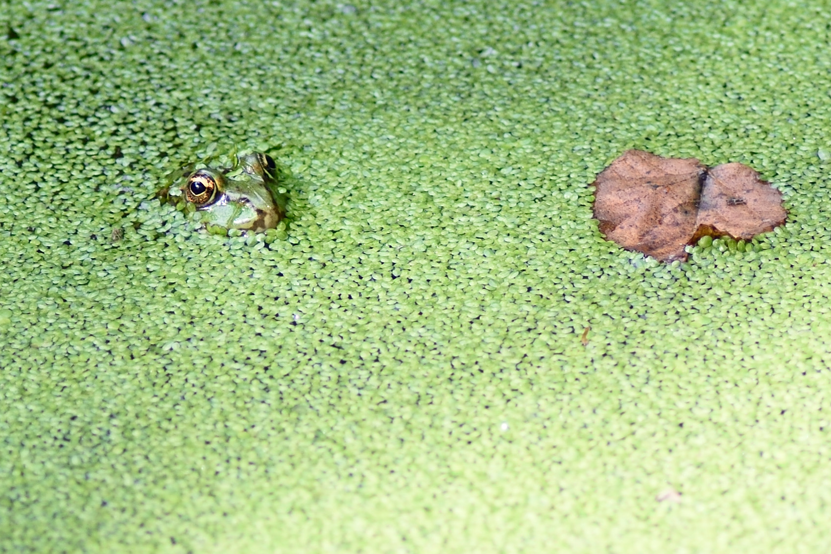 Nikon D5500 sample photo. Hidden frog - france photography