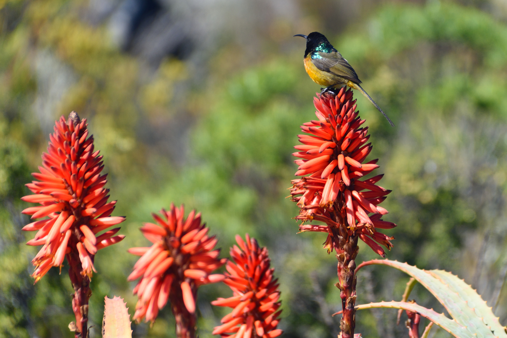 Sigma 18-250mm F3.5-6.3 DC Macro OS HSM sample photo. Sun flower - south africa photography