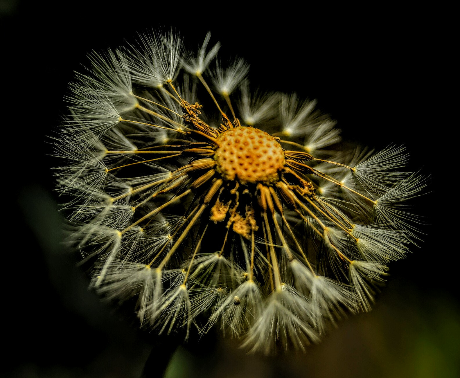 AF Zoom-Nikkor 28-105mm f/3.5-4.5D IF sample photo. Dandelion photography