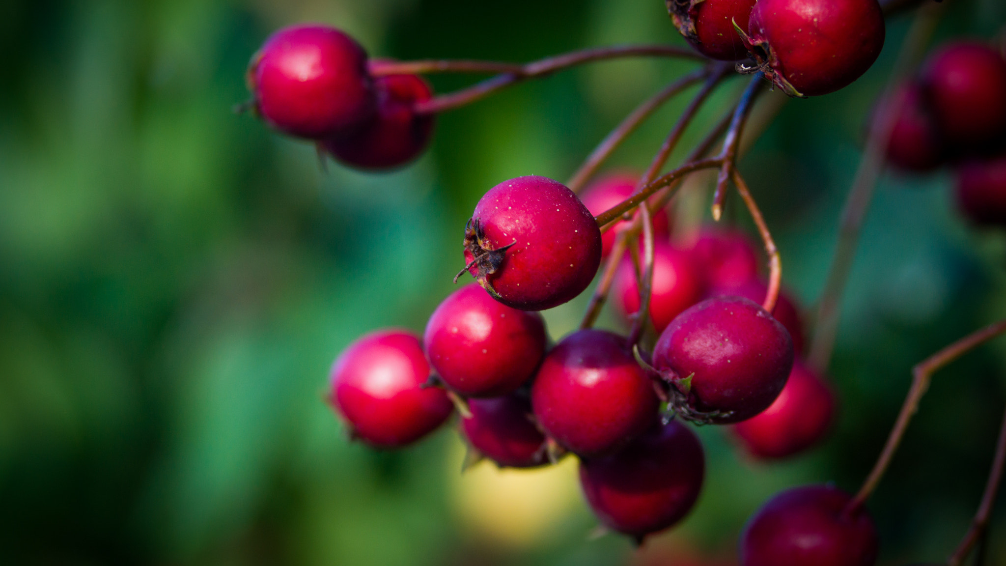 Sony SLT-A58 sample photo. Red fruit photography