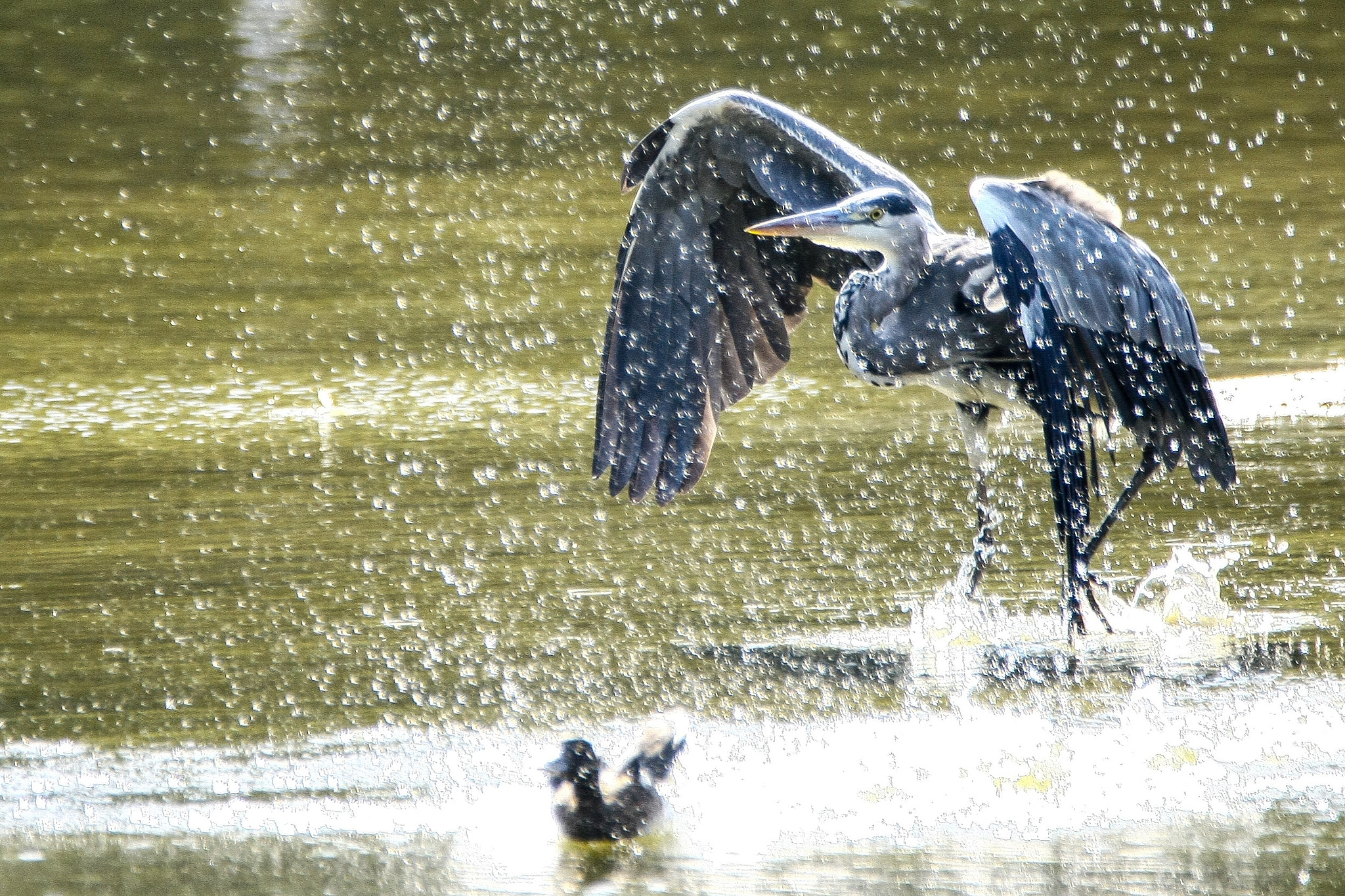 Canon EOS-1Ds Mark III sample photo. Grey heron photography