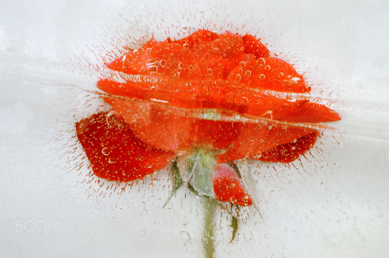 AF Zoom-Nikkor 75-300mm f/4.5-5.6 sample photo. Pink love rose photography