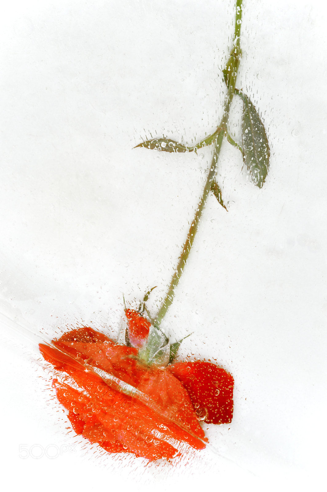 AF Zoom-Nikkor 35-135mm f/3.5-4.5 sample photo. Pink love rose photography