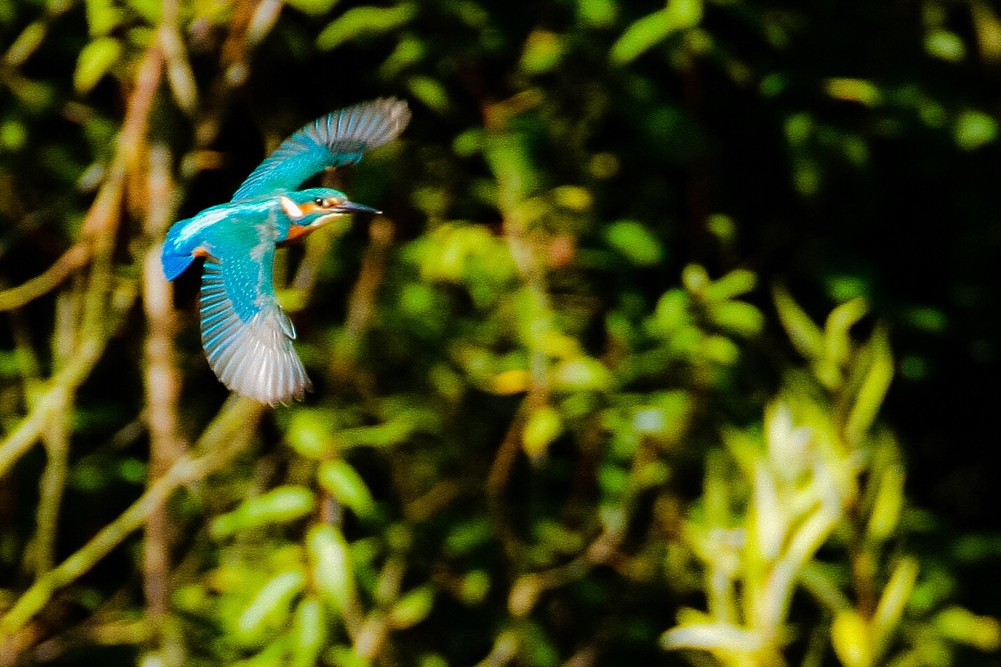 Canon EOS-1Ds Mark III sample photo. Kingfisher photography