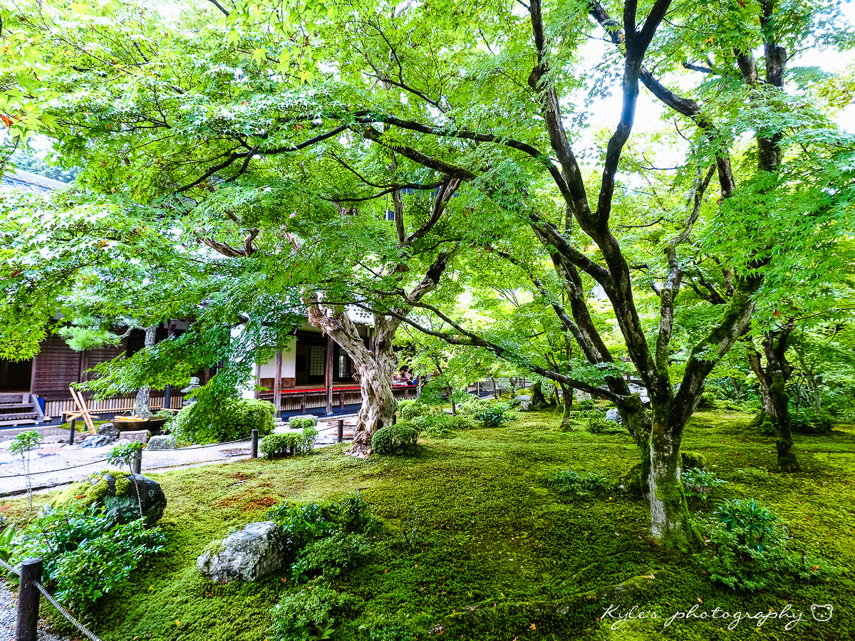 Olympus Zuiko Digital ED 9-18mm F4.0-5.6 sample photo. 圓光寺 photography