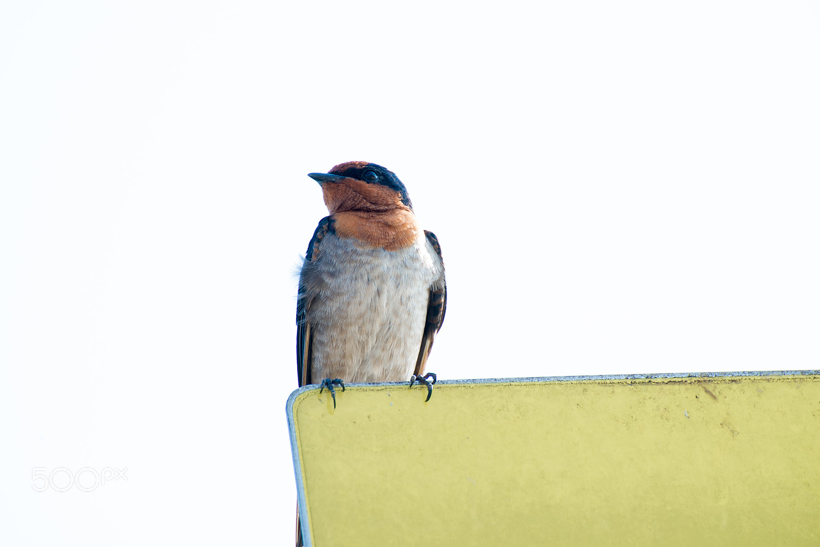 Nikon D600 + Tamron SP 70-300mm F4-5.6 Di VC USD sample photo. Close up of swallow on signboard photography