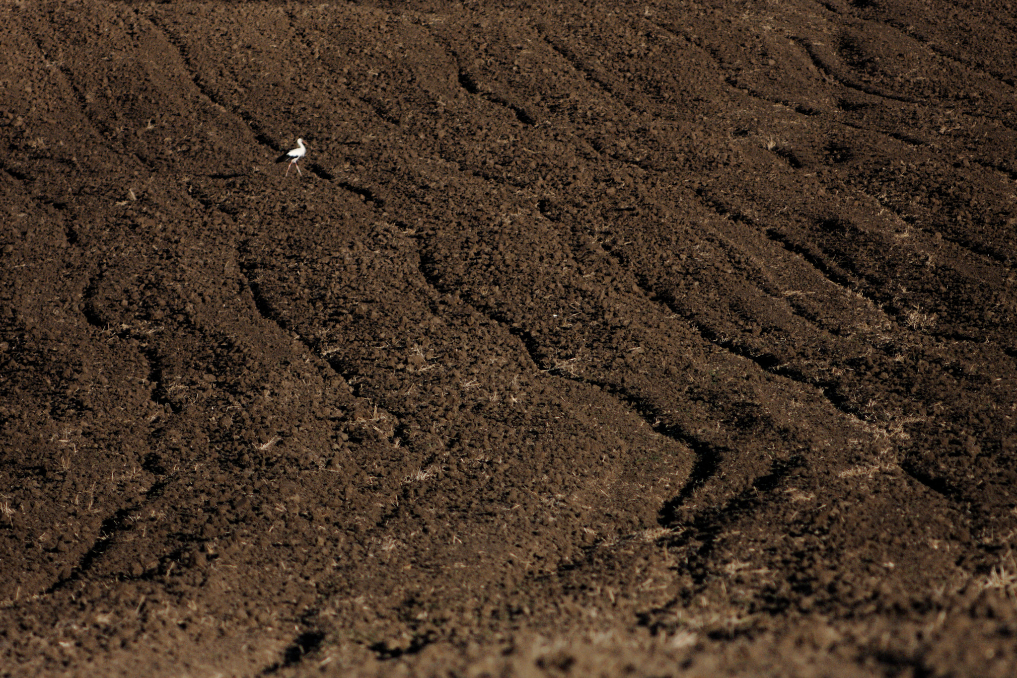 Canon EF 35-80mm f/4-5.6 sample photo. Wildlife photography
