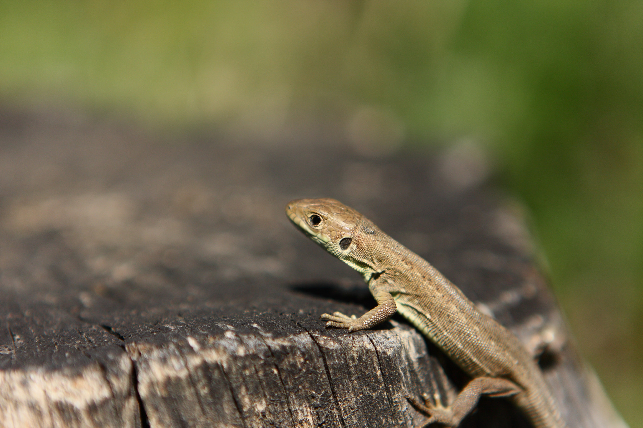 Canon EF 24-70mm F2.8L USM sample photo. Wildlife photography