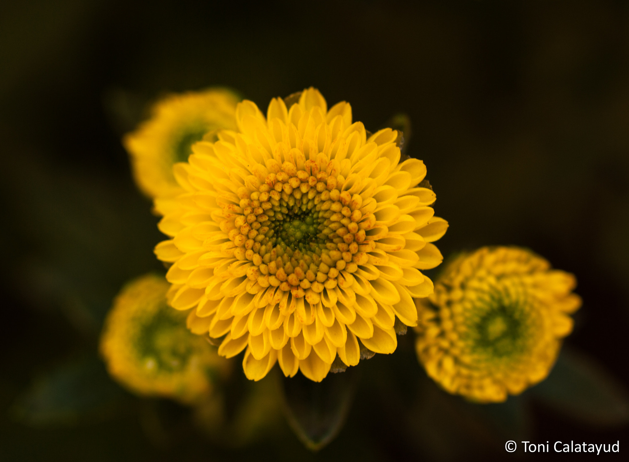 Olympus E-620 (EVOLT E-620) sample photo. Chrysanthemum 4 photography