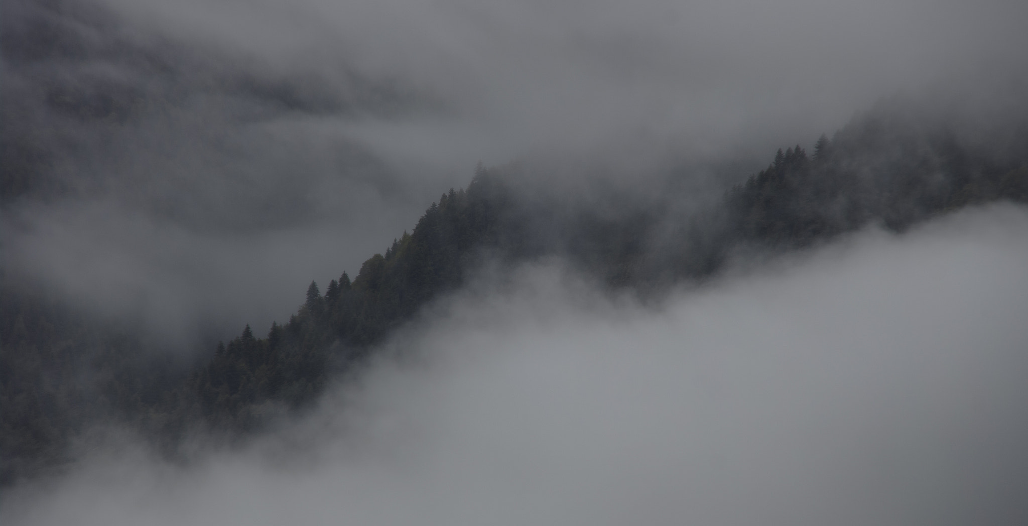 Pentax K20D sample photo. Ziggurat of trees photography