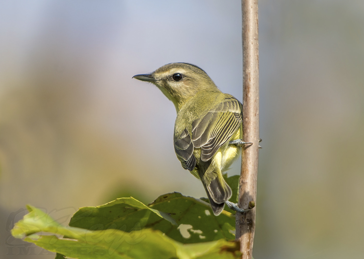 Sigma 500mm F4.5 EX DG HSM sample photo. Philly (philadelphia vireo) photography