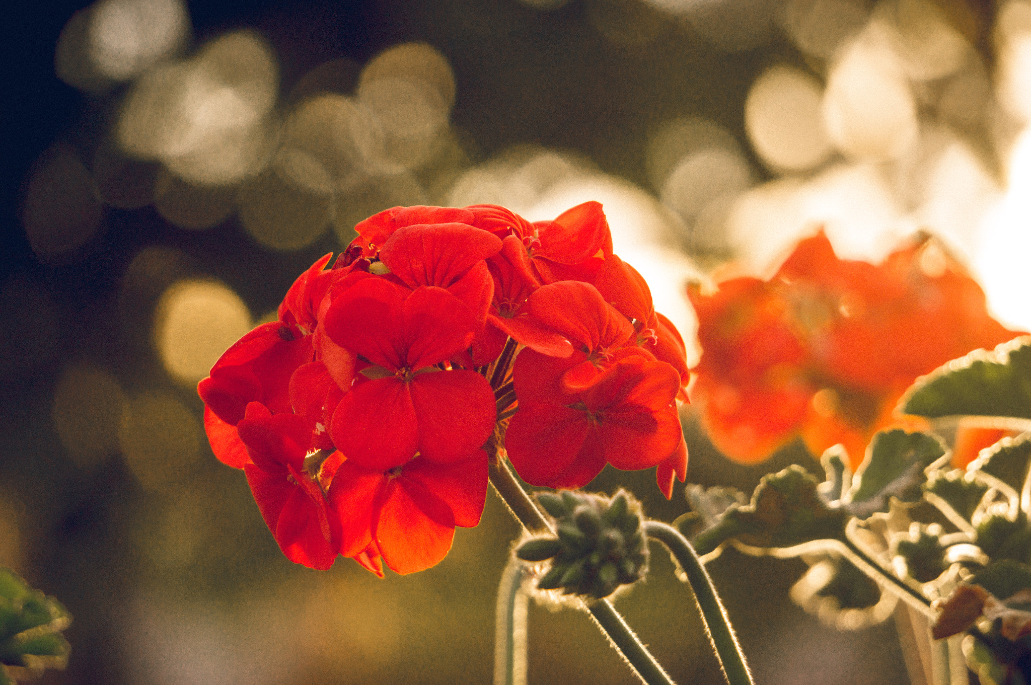 Sony Alpha NEX-6 + Sony E 55-210mm F4.5-6.3 OSS sample photo. 114/365: autumn flower photography