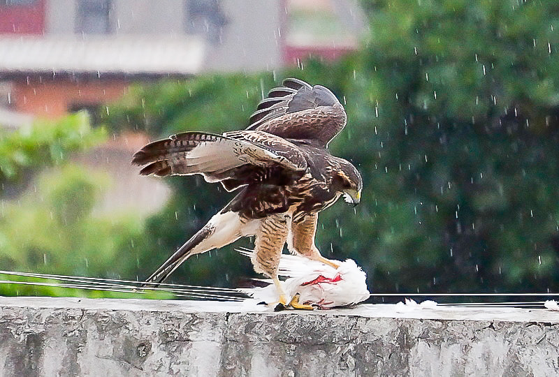 Sony Alpha a3000 sample photo. Attack photography